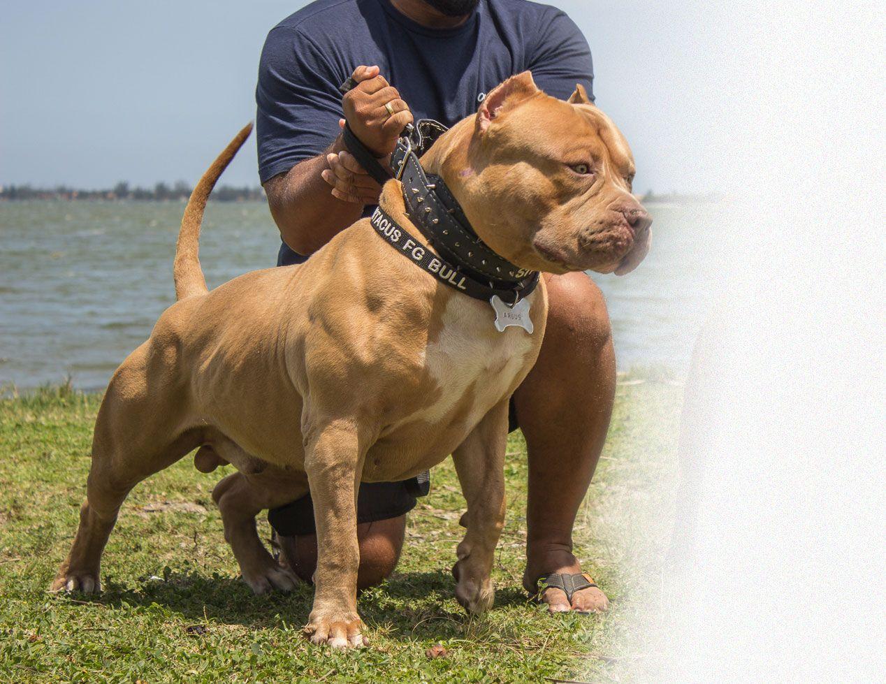 Brazilian Bull / Pit Monster Image